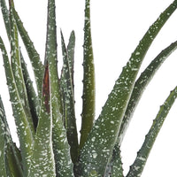 Pianta Artificiale Hawortia Aloe con Vaso H 355 cm