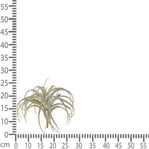 Set 2 Foglie Artificiali Tillandsia con 32 Foglie H 27 cm