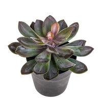 Pianta Artificiale Succulent con Vaso H 20 cm