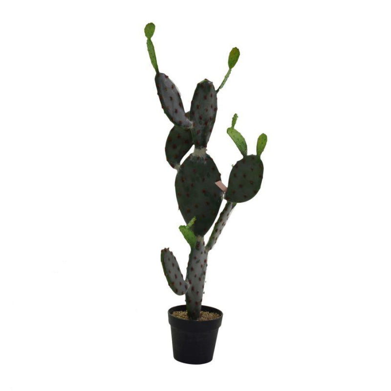 Pianta cactus c/vaso nero cm60x45h119