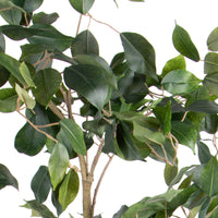 Pianta Artificiale Ficus con Vaso H 183 cm