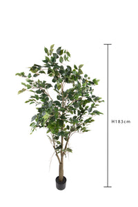 Pianta Artificiale Ficus con Vaso H 183 cm