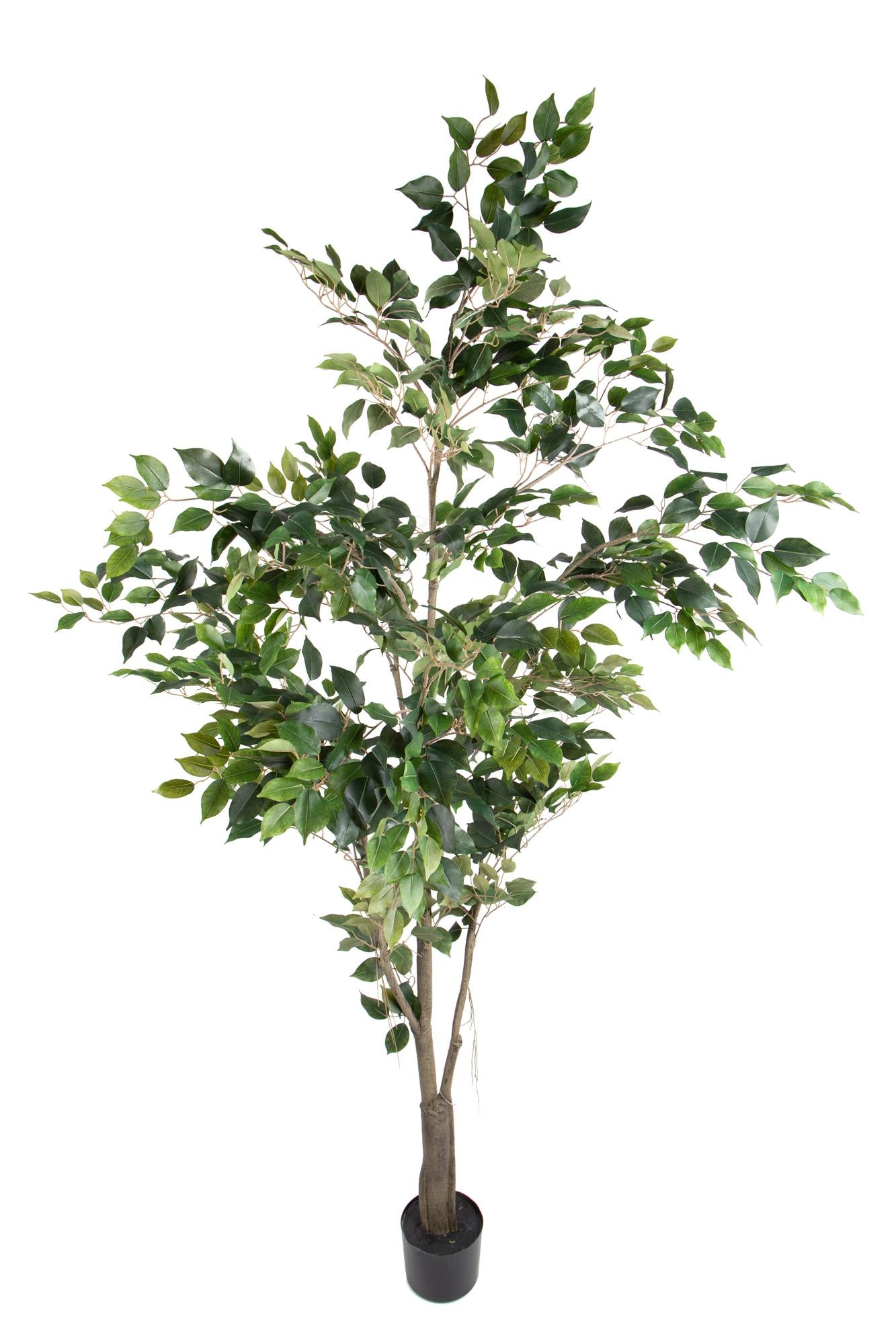 Pianta Artificiale Ficus con Vaso H 213 cm