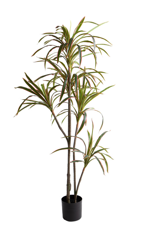 Pianta Artificiale Dracena Marginata con Vaso 190 cm