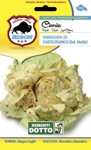 Sementi cicoria castelfranco sel m