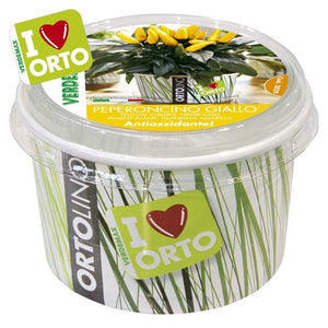 Ortolino peperoncino giallo