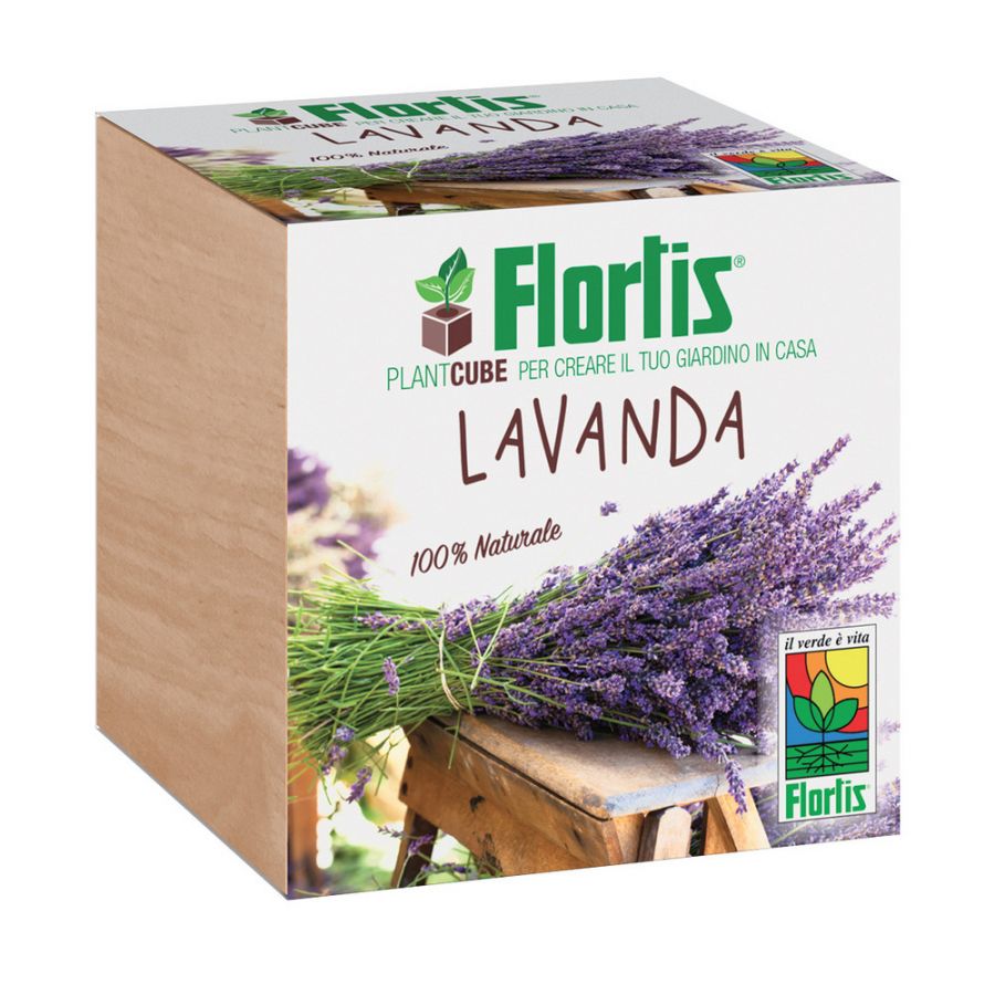 Plantcube lavanda