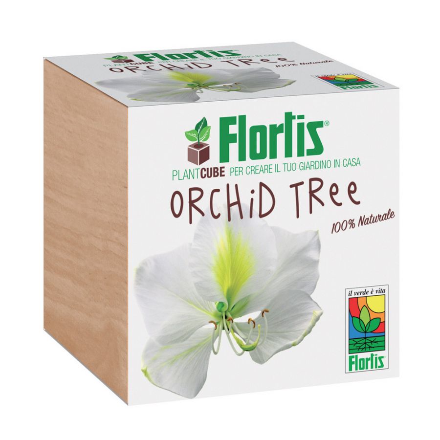 Plantcube orchid tree