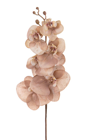 Set 6 Fiori Phalenopsis Br/Gold H81 cm Beige