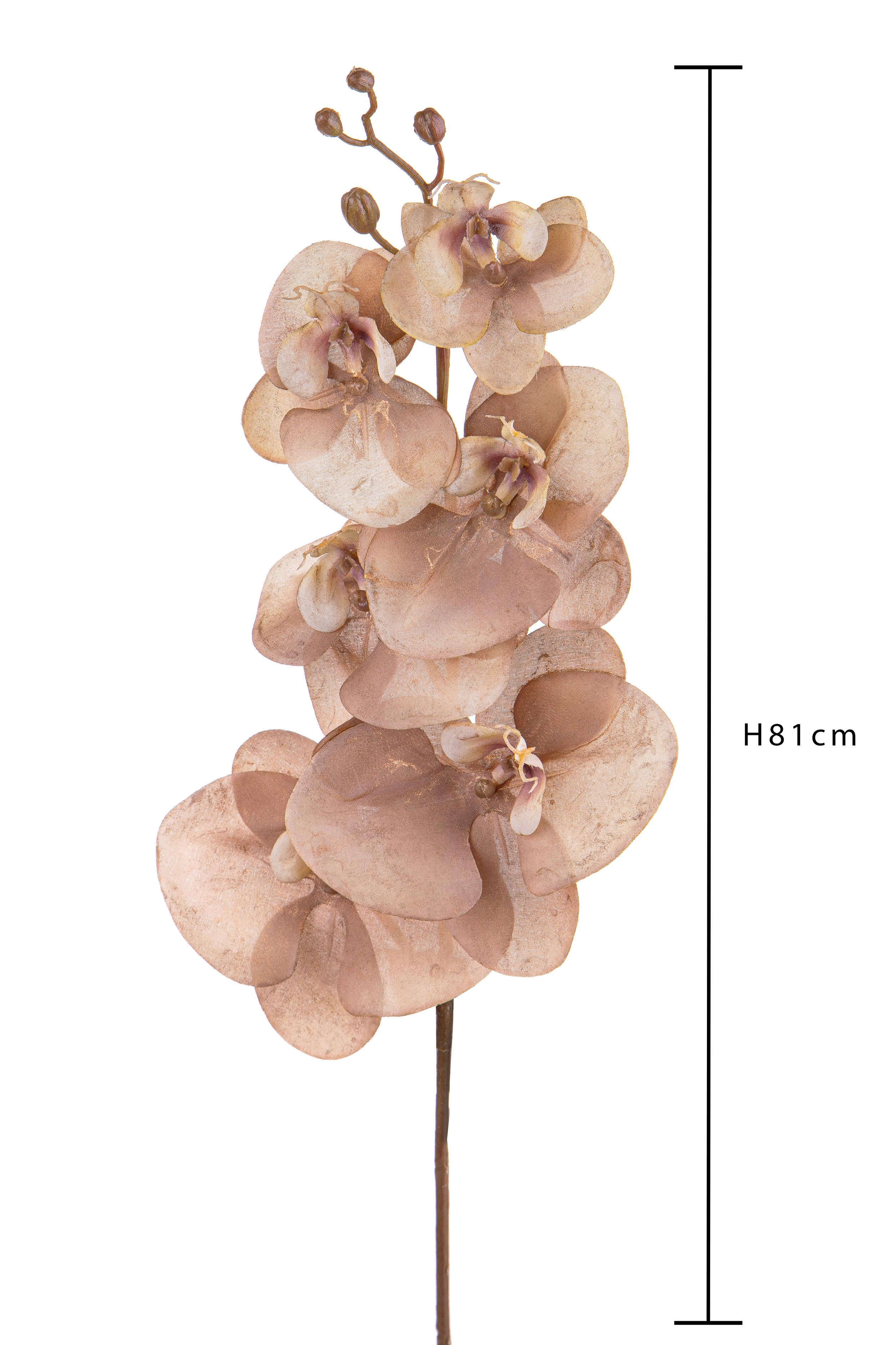 Set 6 Fiori Phalenopsis Br/Gold H81 cm Beige