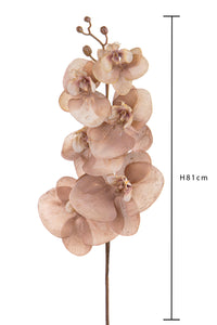 Set 6 Fiori Phalenopsis Br/Gold H81 cm Beige