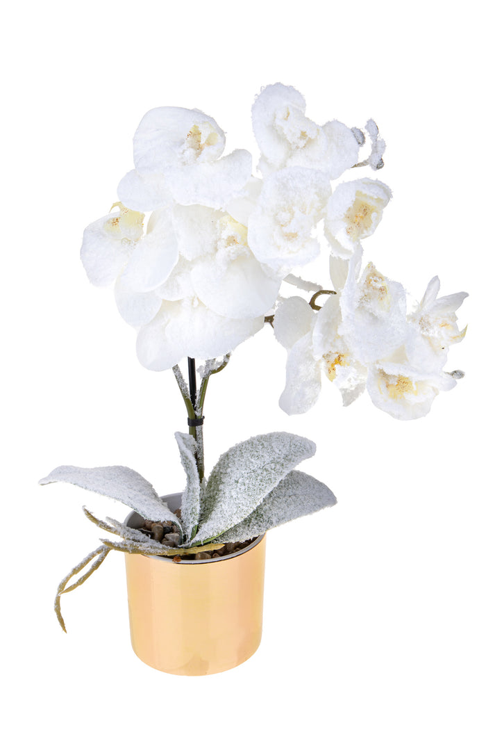 Set 2 Centrotavola con Orchiedea Ø9 cm Bianco